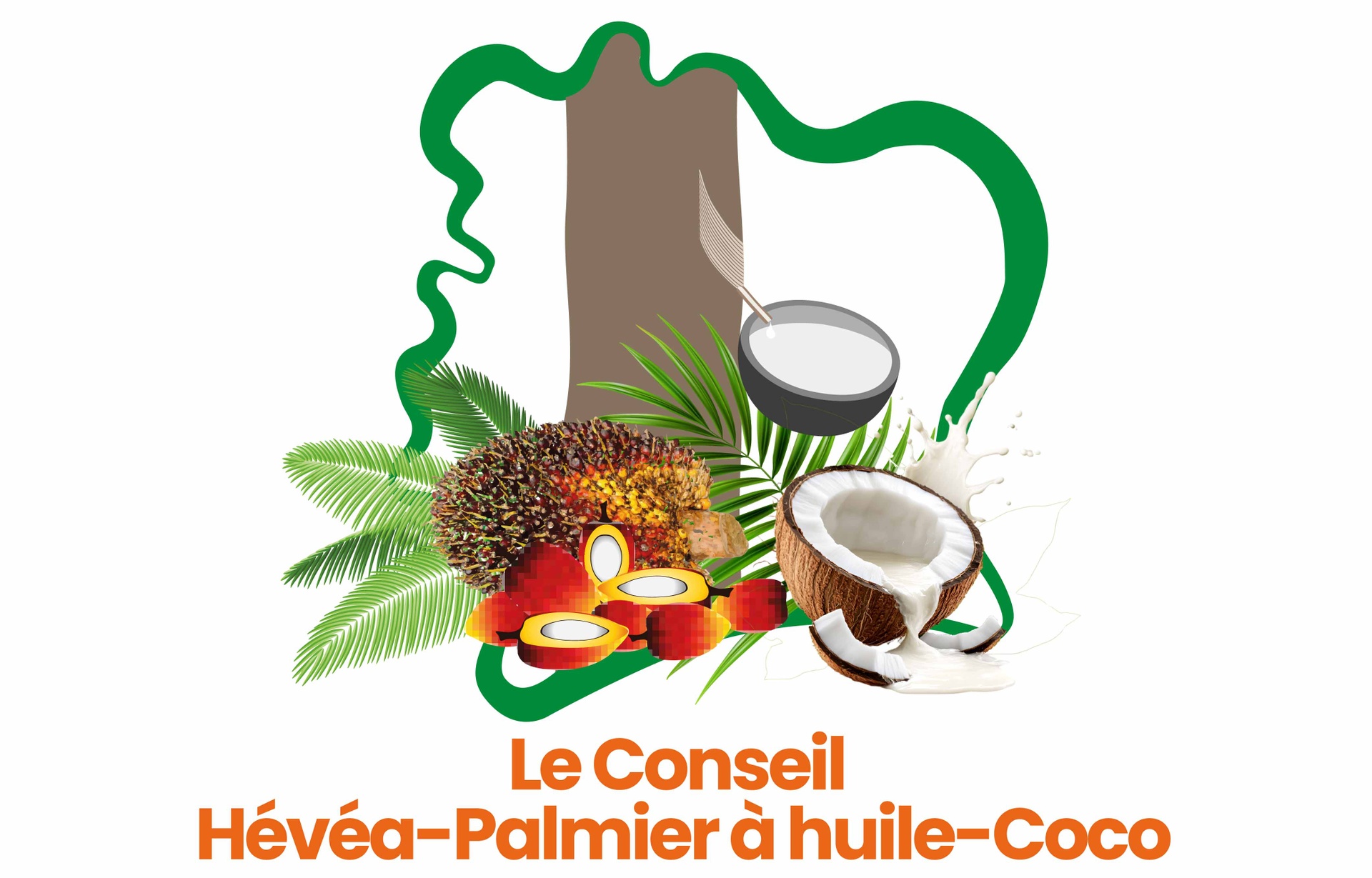 Conseil Hévéa Palmier à Huile – Coco